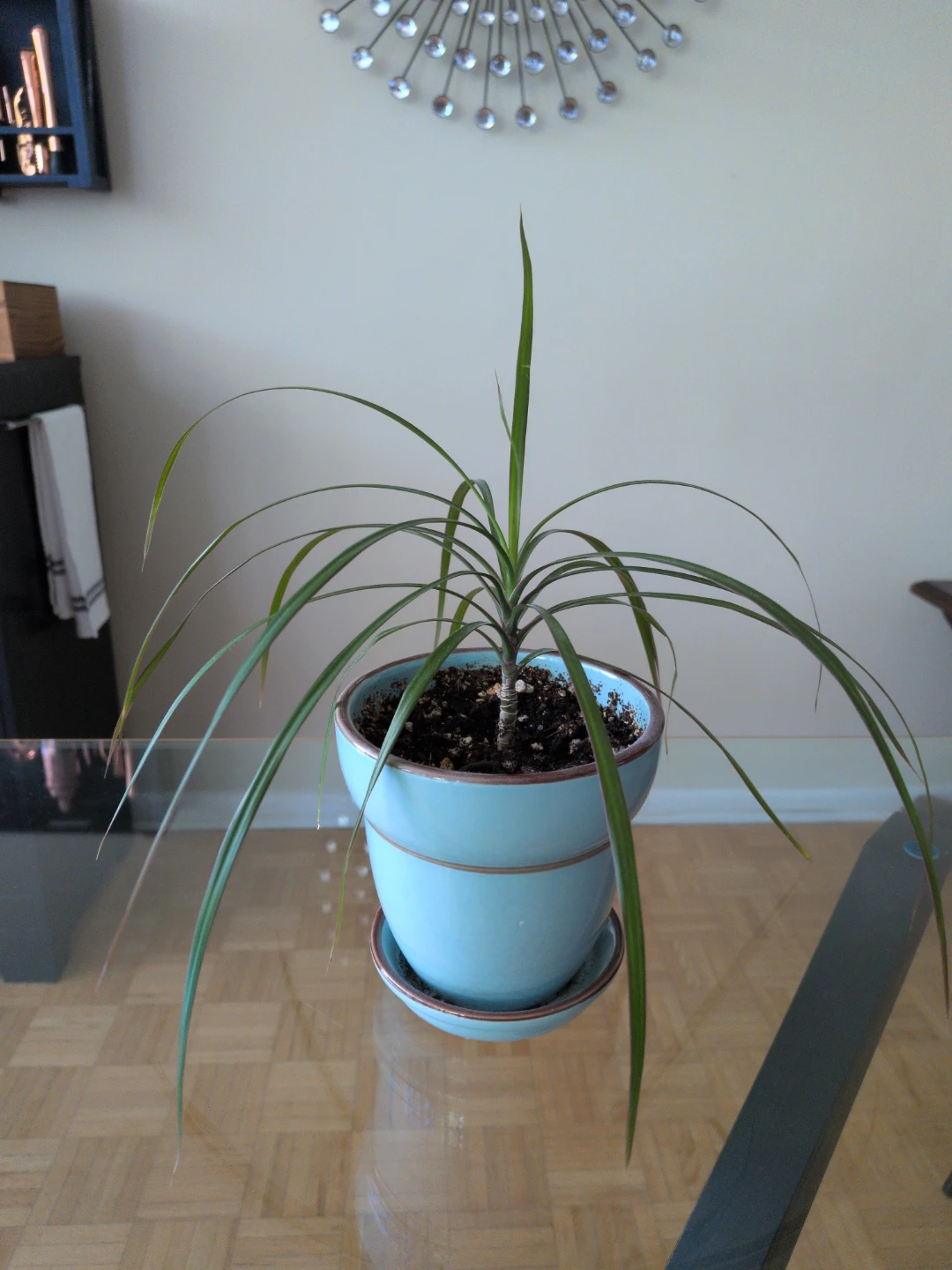 Dragon Tree Plant in Blue Pot - photo 2