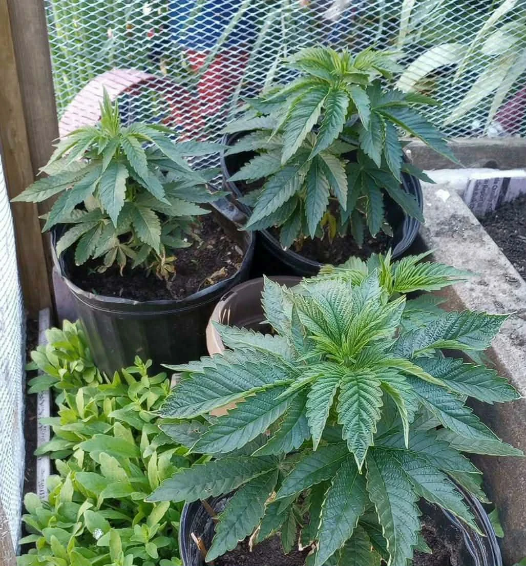 plants in pots