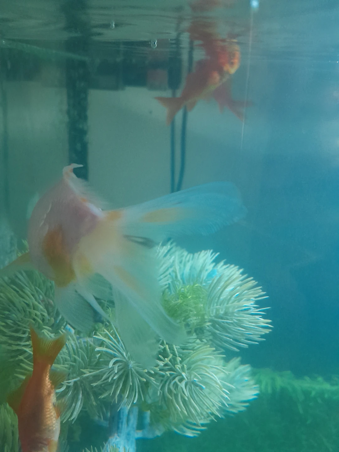 Fancy Goldfish - photo 3