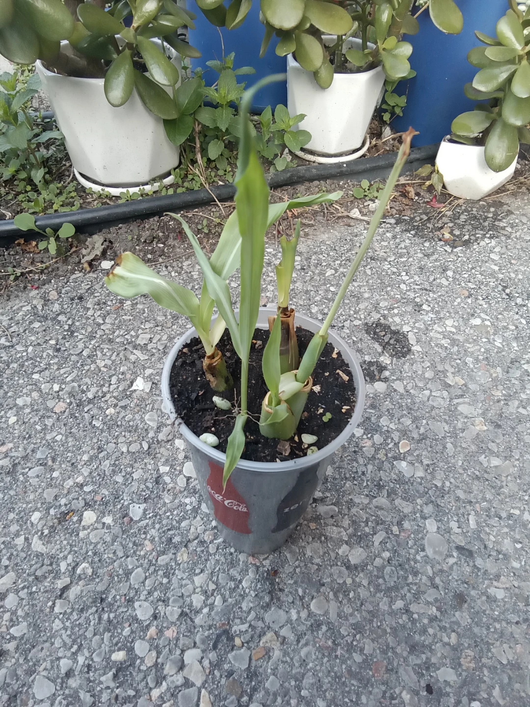 Young lemongrass