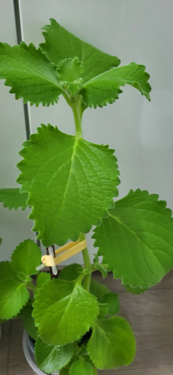 Mexican Mint / Cuban Oregano - photo 4