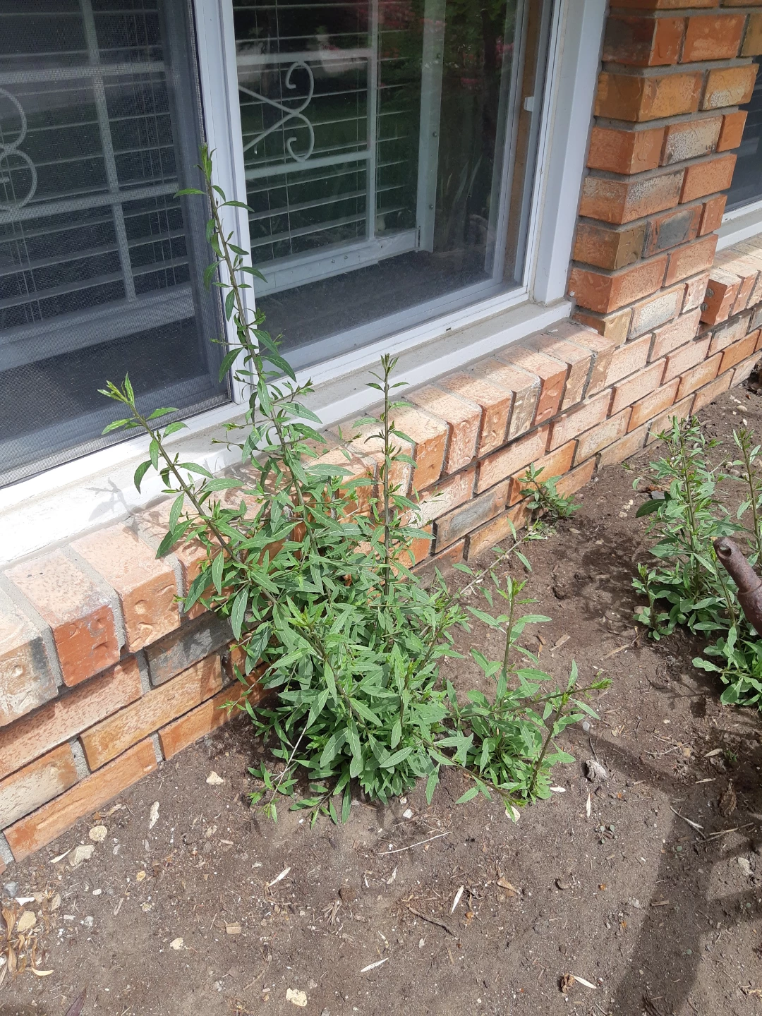 Perennial goji berry plants - photo 5