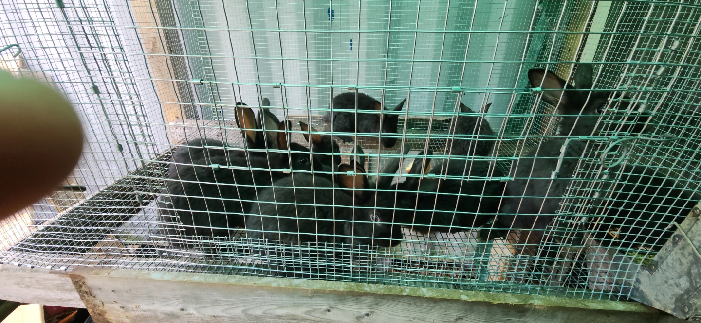Pet/Meat rabbits
