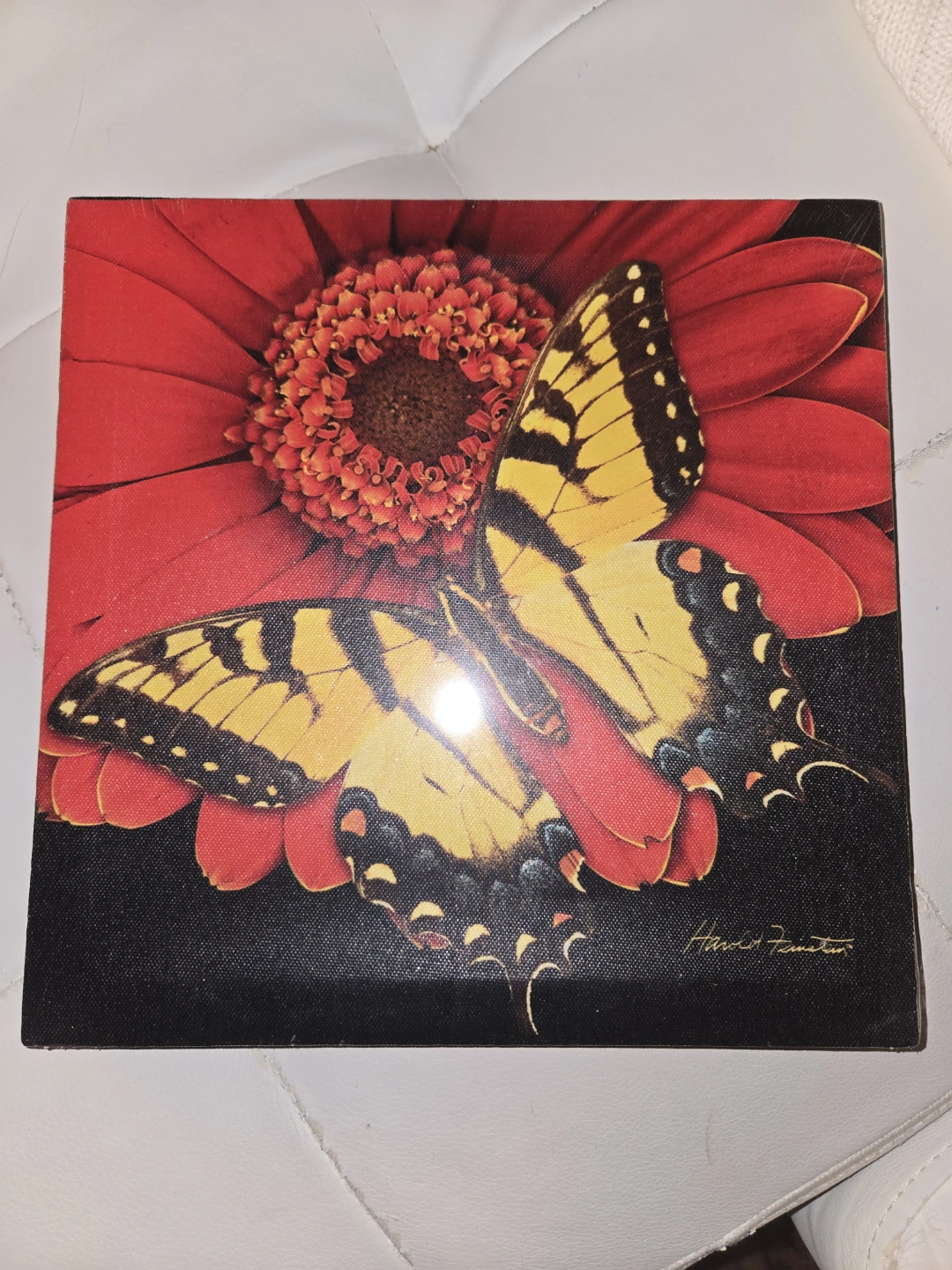 Harold Feinstein Butterfly and Flower Print