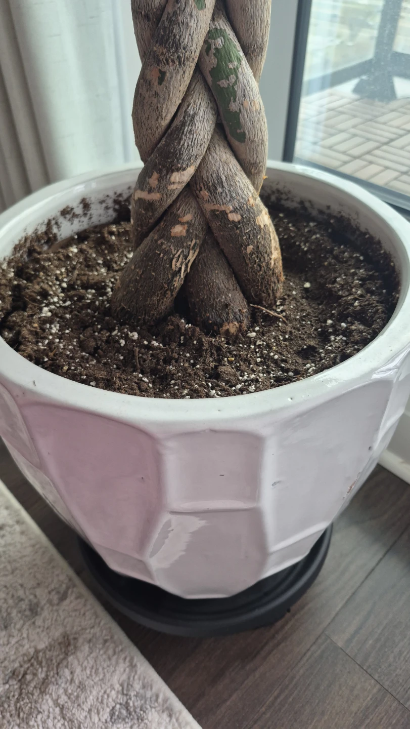 White Ceramic Pot with FREE Roller Stand, Soil and Tree - photo 3