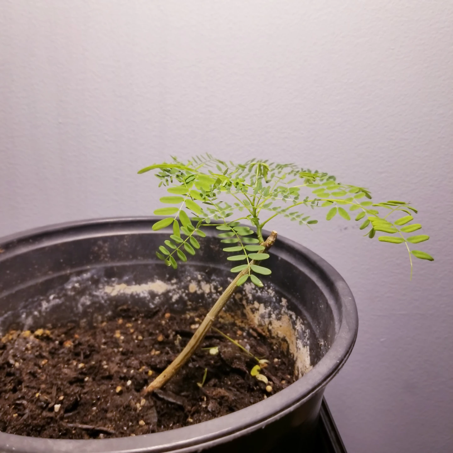 Bonsai - photo 3