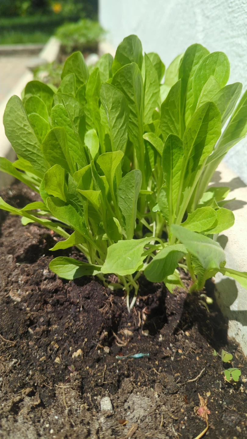 Fresh Romaine Lettuce Plants seedlings