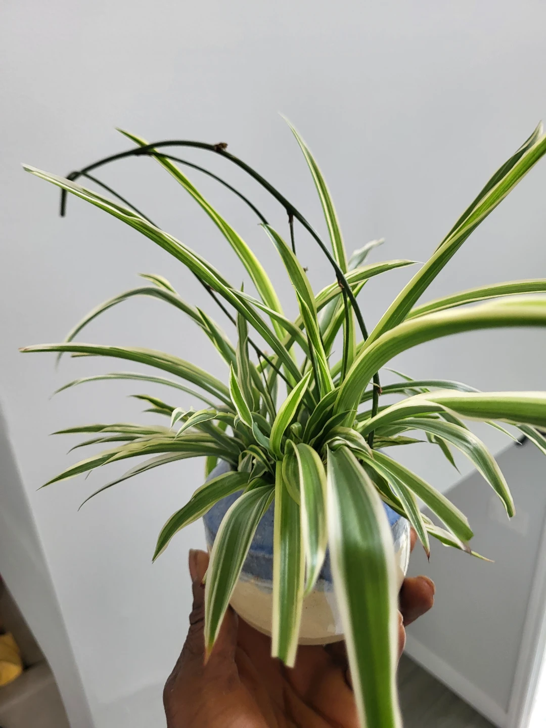 Assorted indoor plants