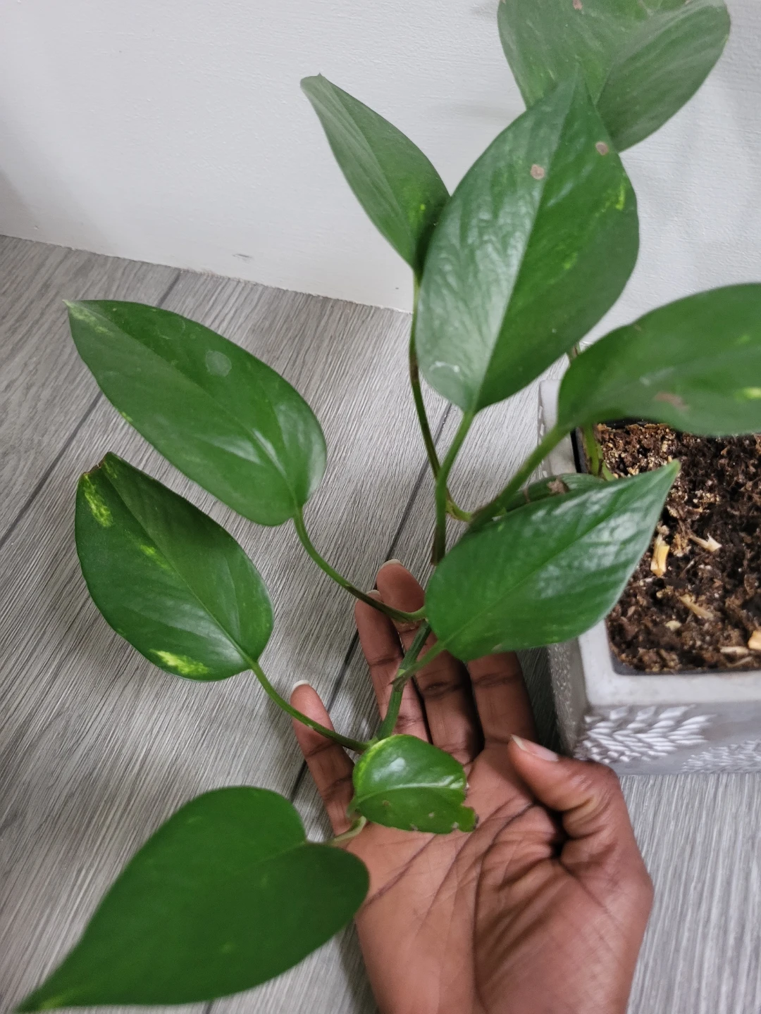 Assorted indoor plants - photo 3