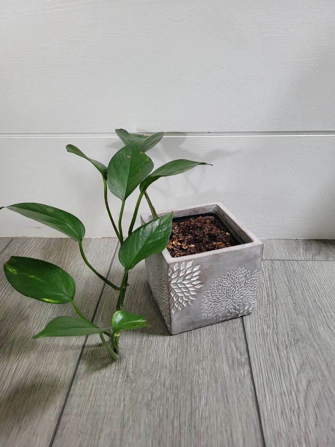 Assorted indoor plants - photo 4