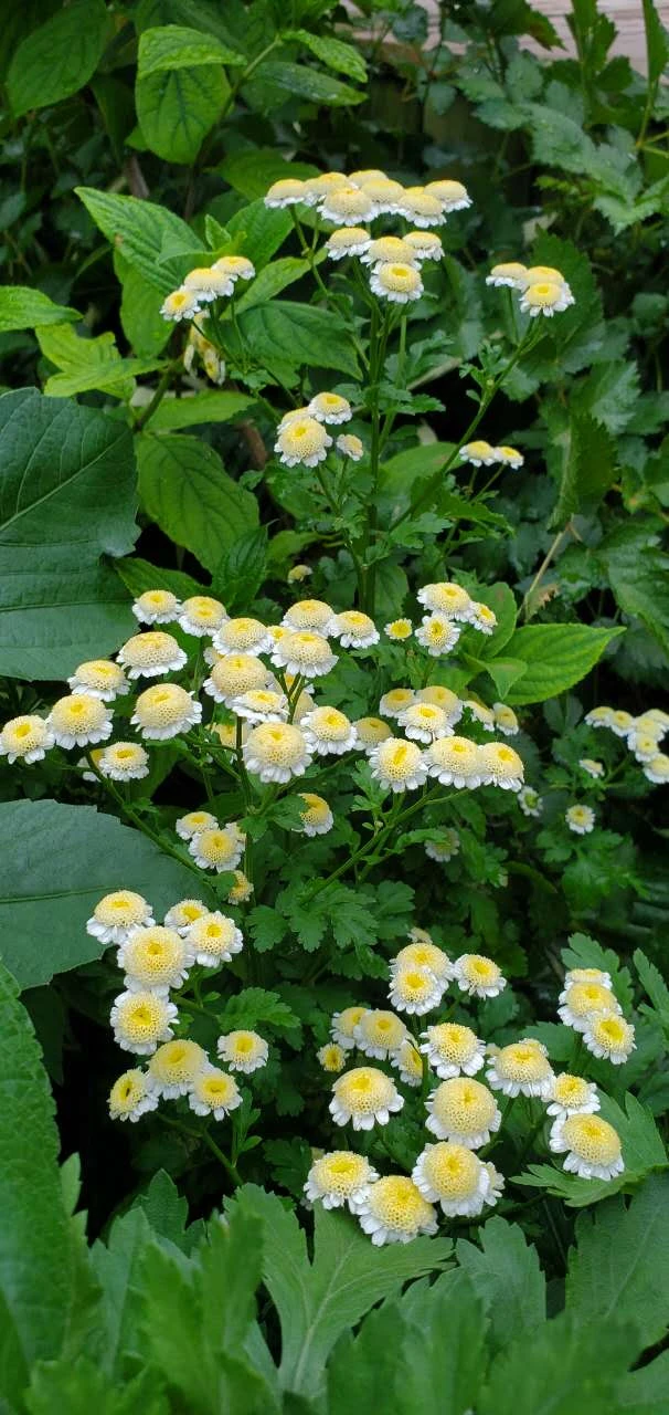 English daisy - photo 2