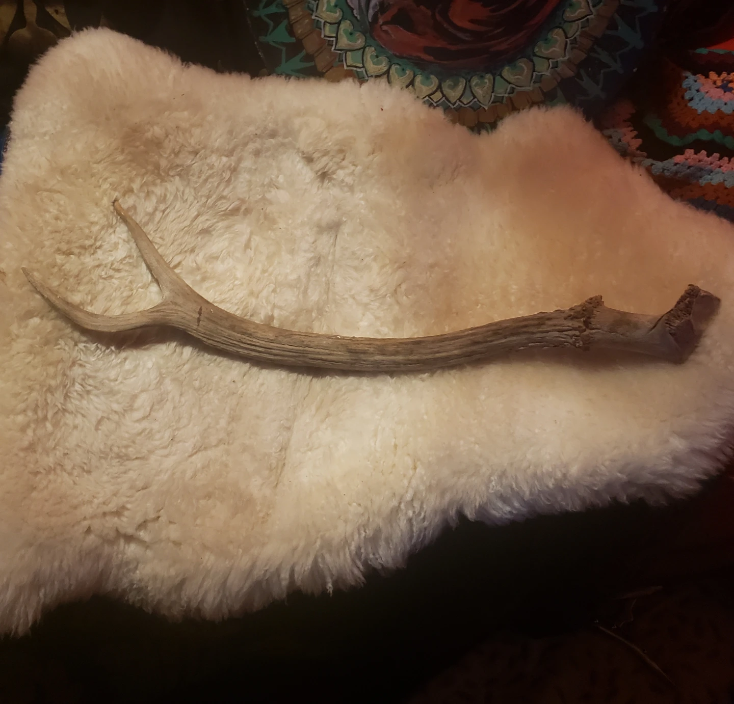 Deer Antler
