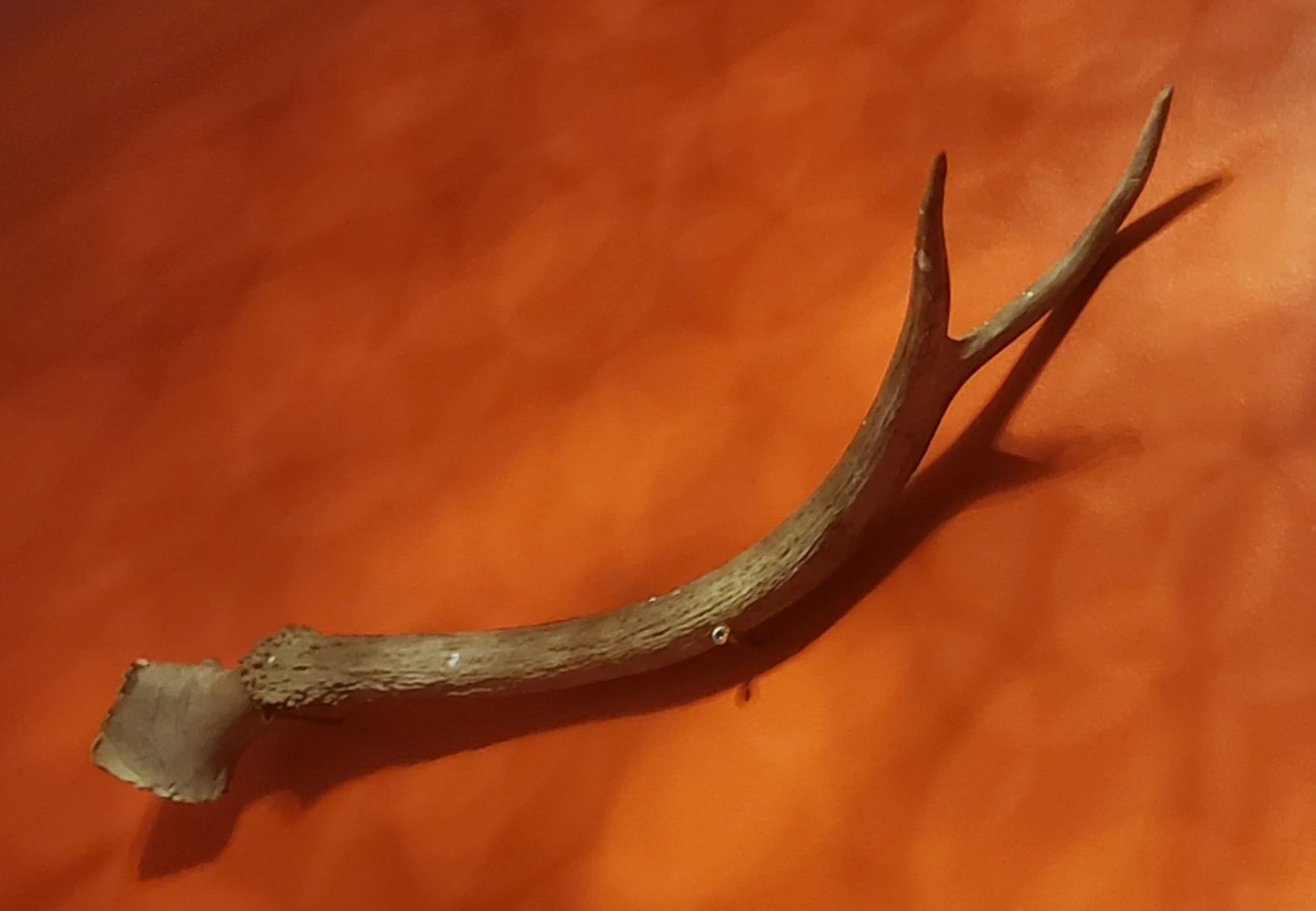 Deer Antler - photo 2