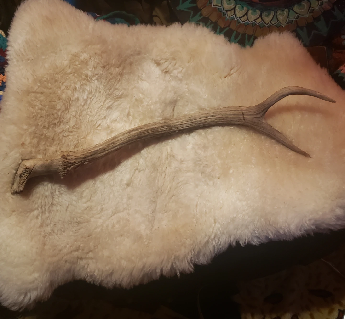 Deer Antler - photo 3