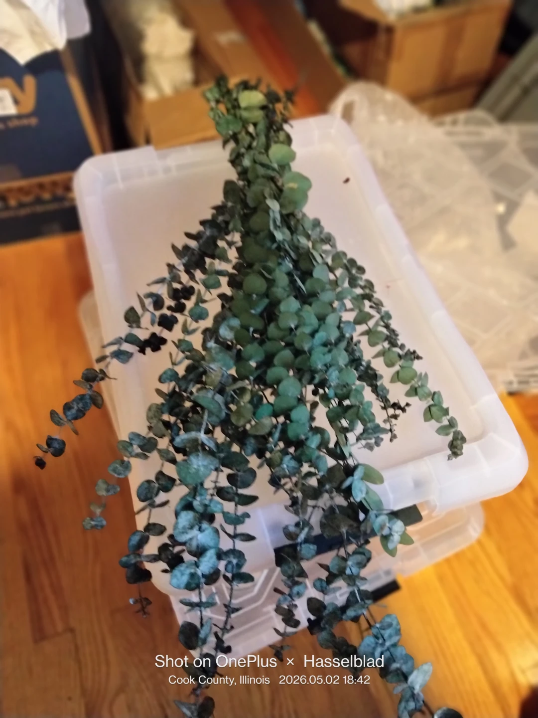 Dried Eucalyptus Garland