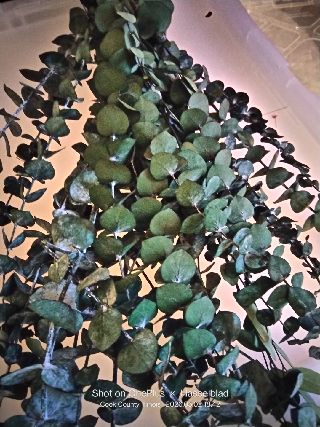 Dried Eucalyptus Garland - photo 2