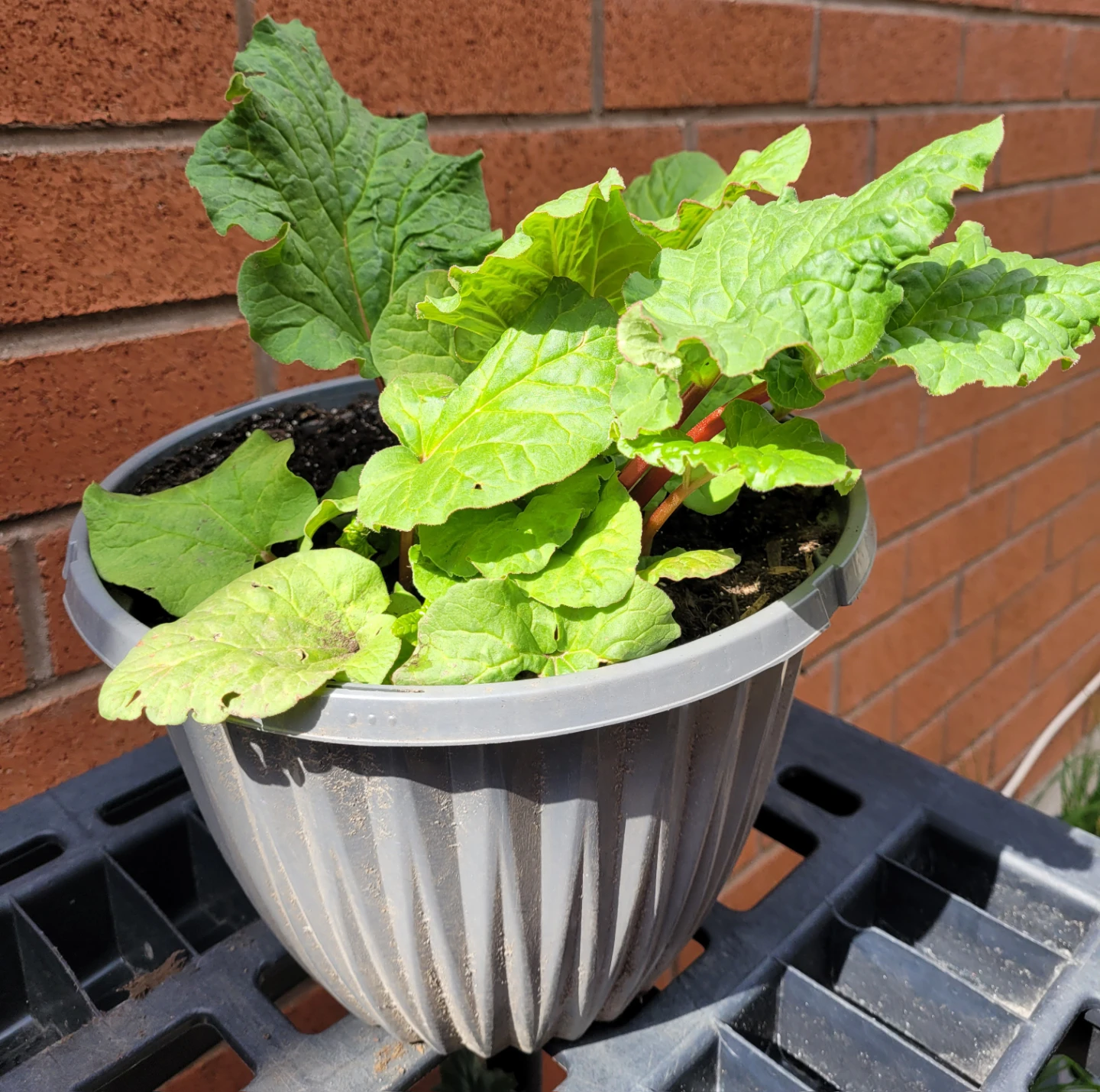 Organic Potted Rhubarb Plants - photo 2