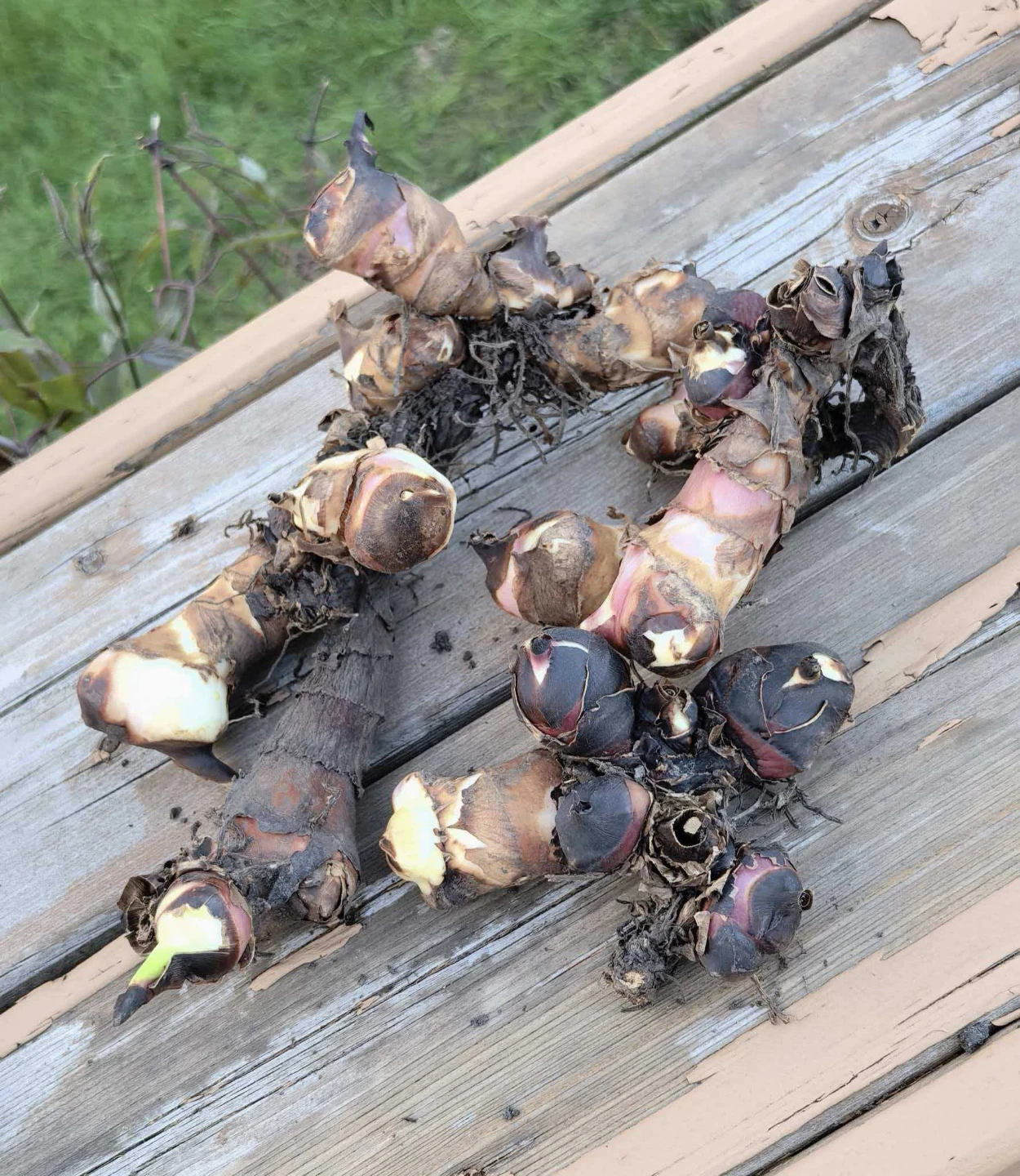 Canna lily roots - photo 2