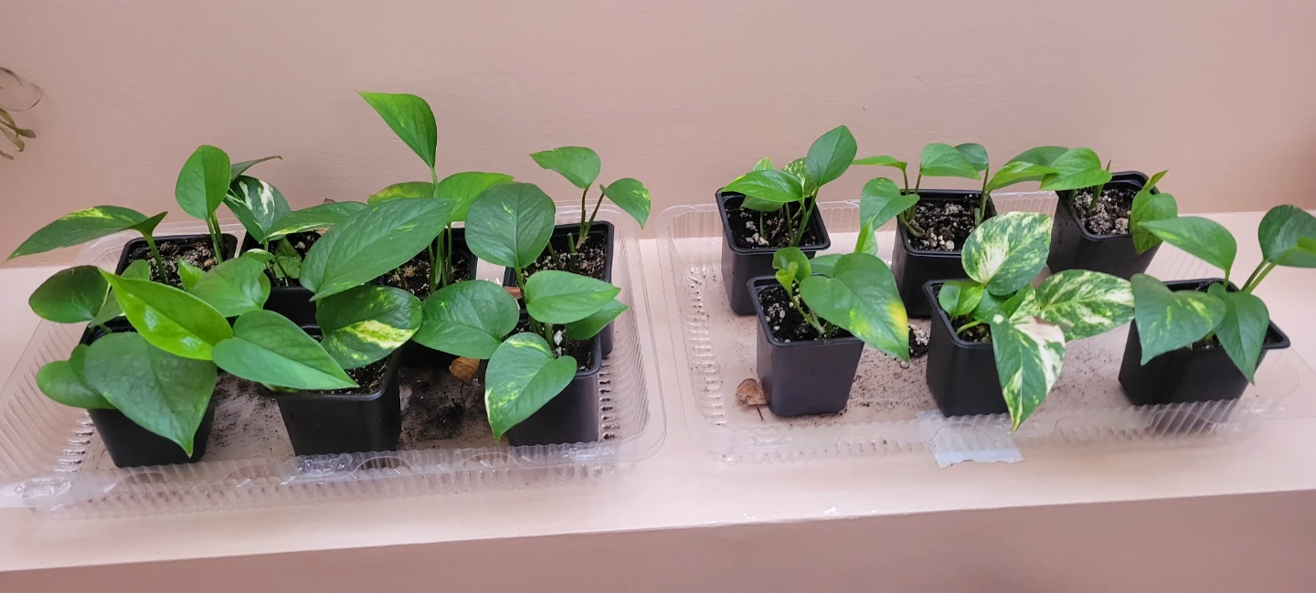 Pothos Plant Cuttings in Pots, $5 each OR 3 for $10