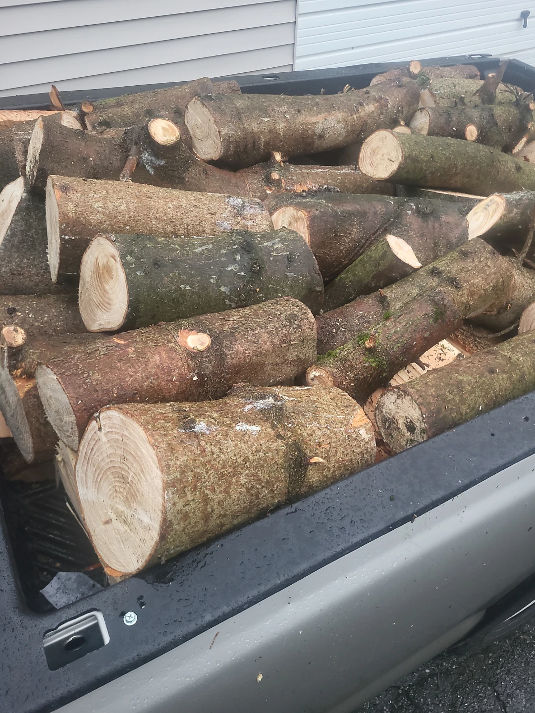 kindling/ firewood