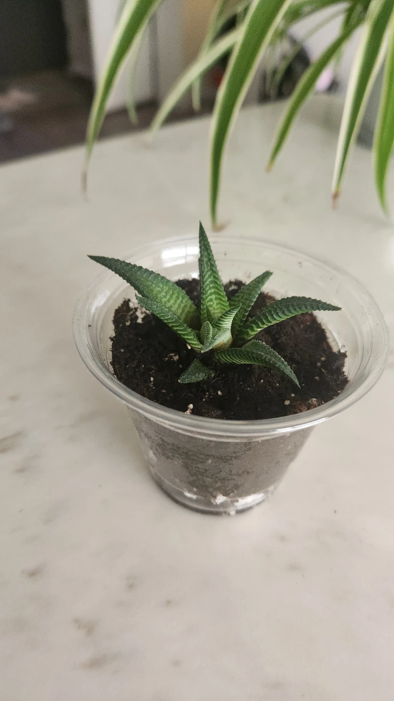 Fairy Washboard succulent - photo 2