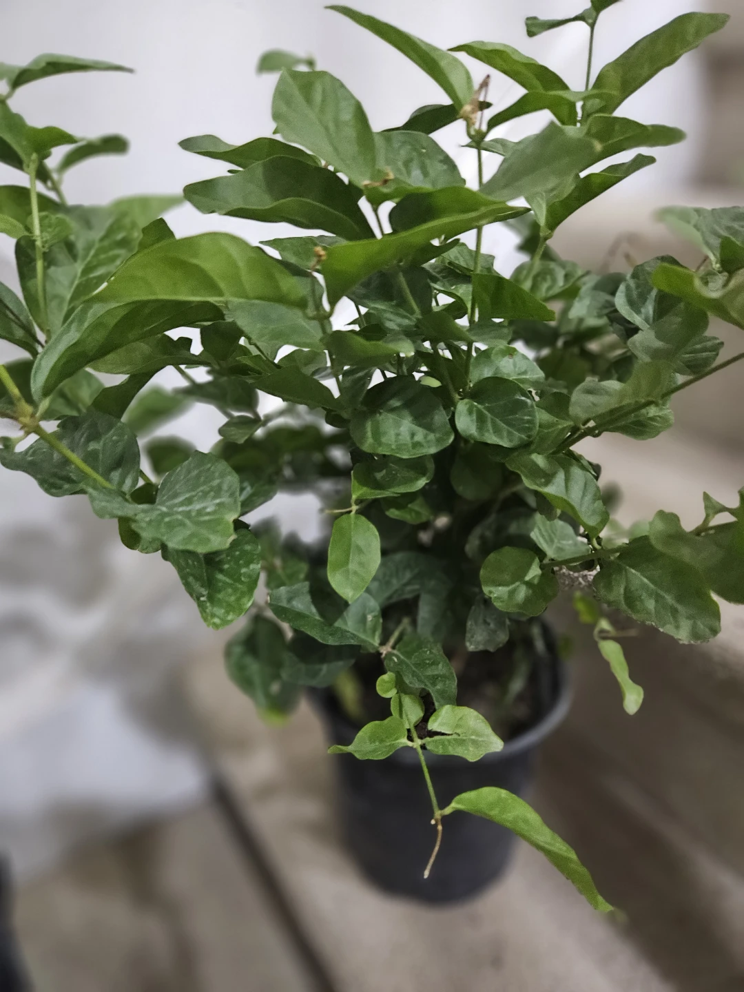 Sambac Jasmine Plant in Black Pot