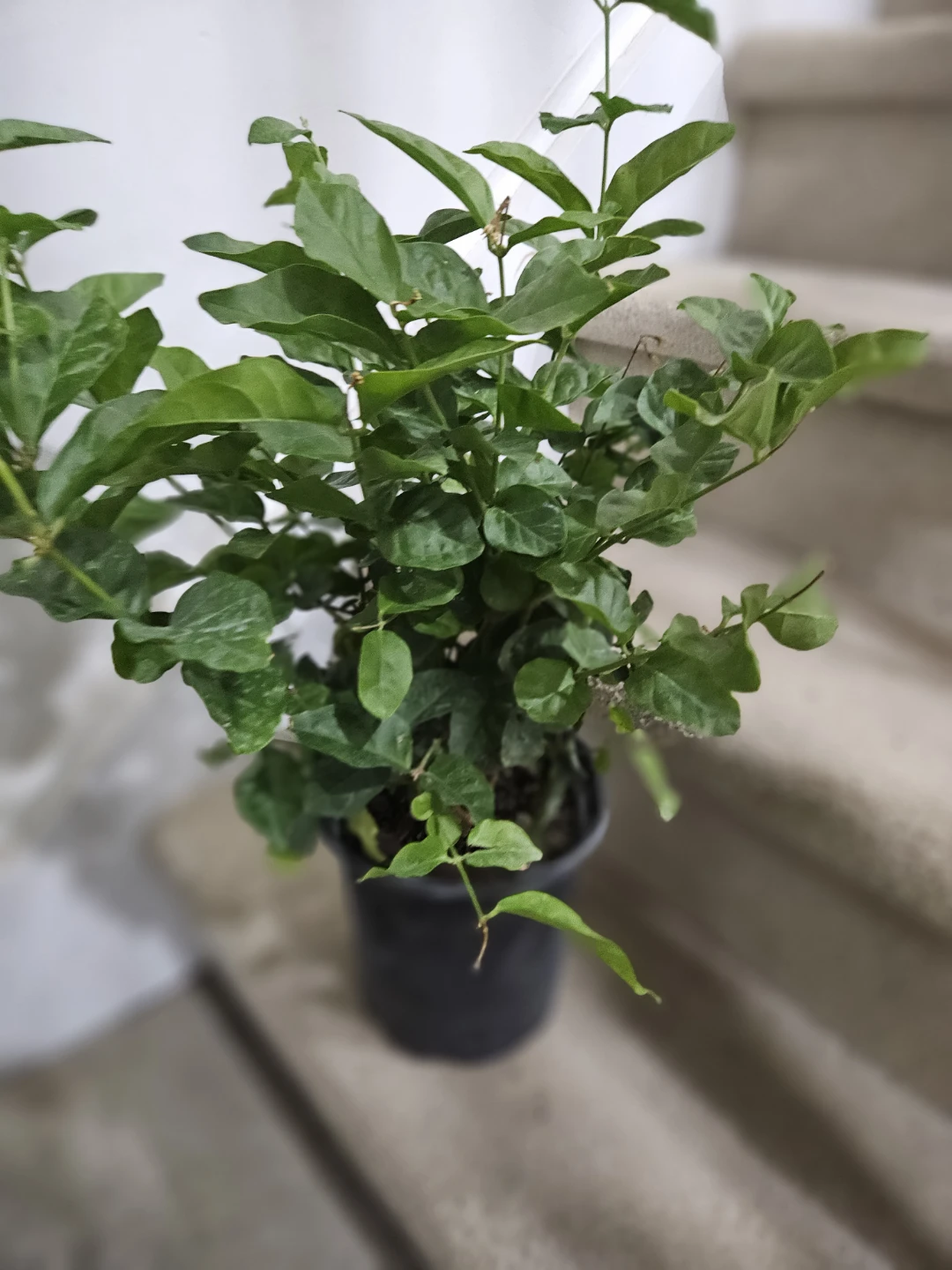 Sambac Jasmine Plant in Black Pot - photo 2