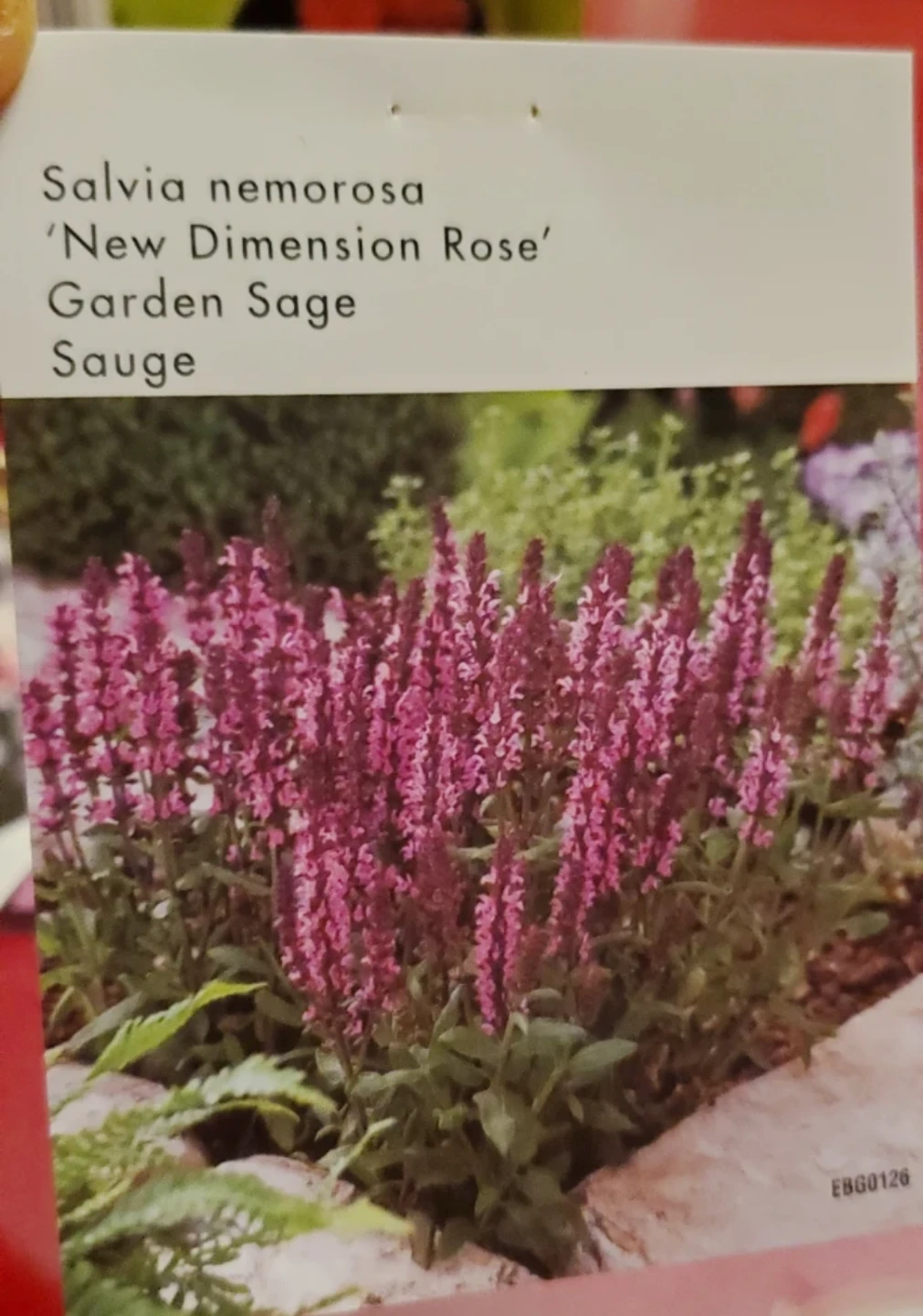 Garden Sage - photo 2