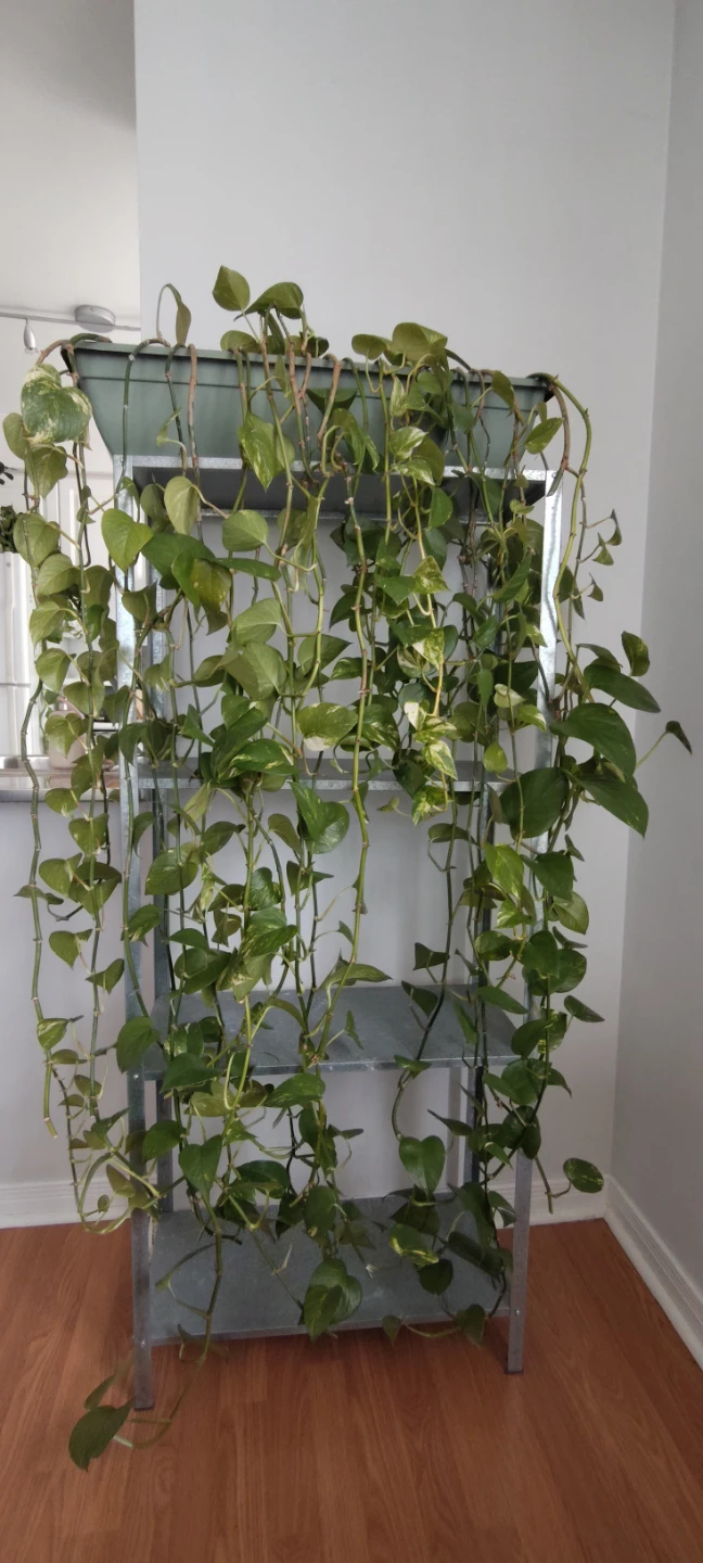 Large Pothos Plant - photo 3