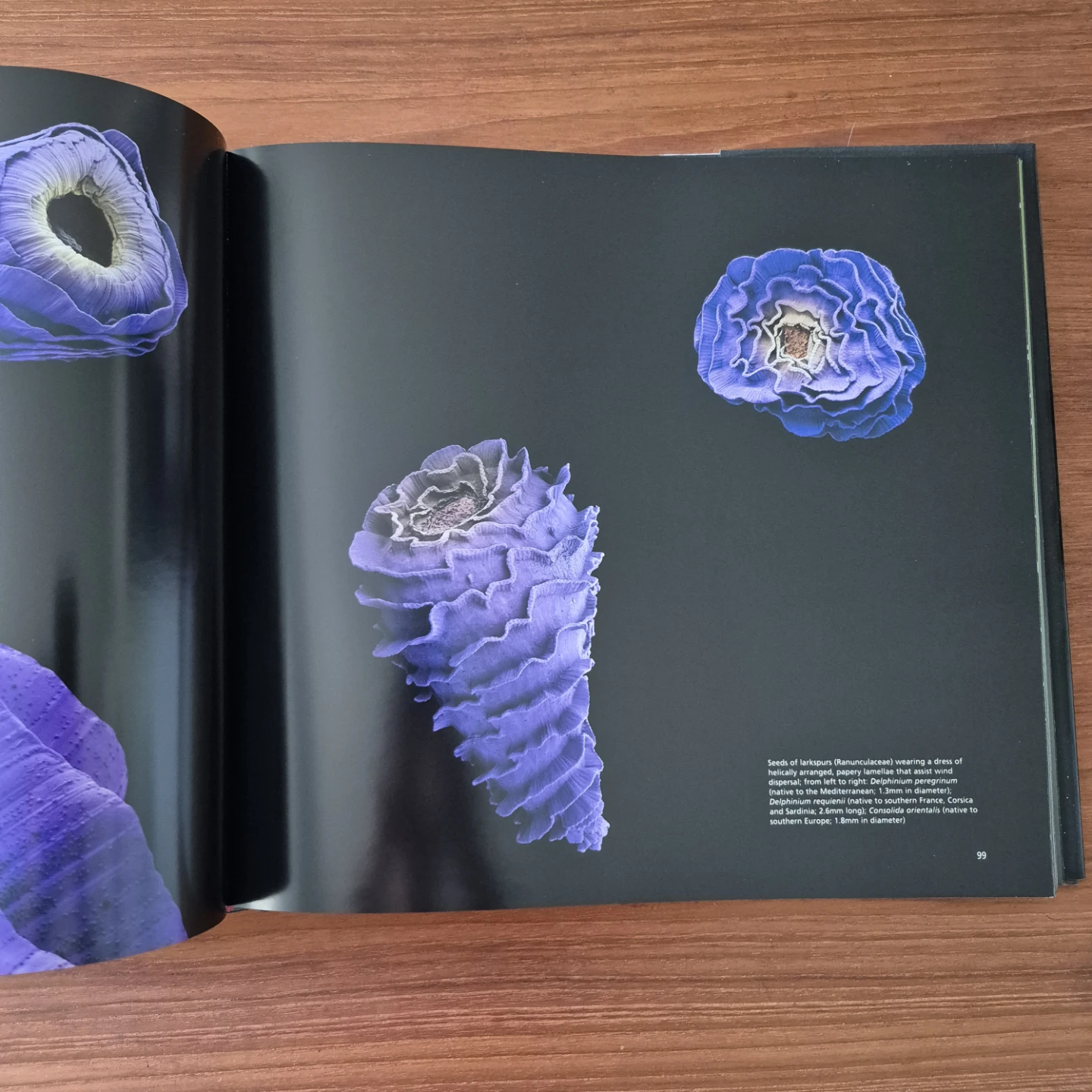 "Seeds: Time Capsules of Life" by Rob Kesseler & Wolfgang Stuppy - photo 2