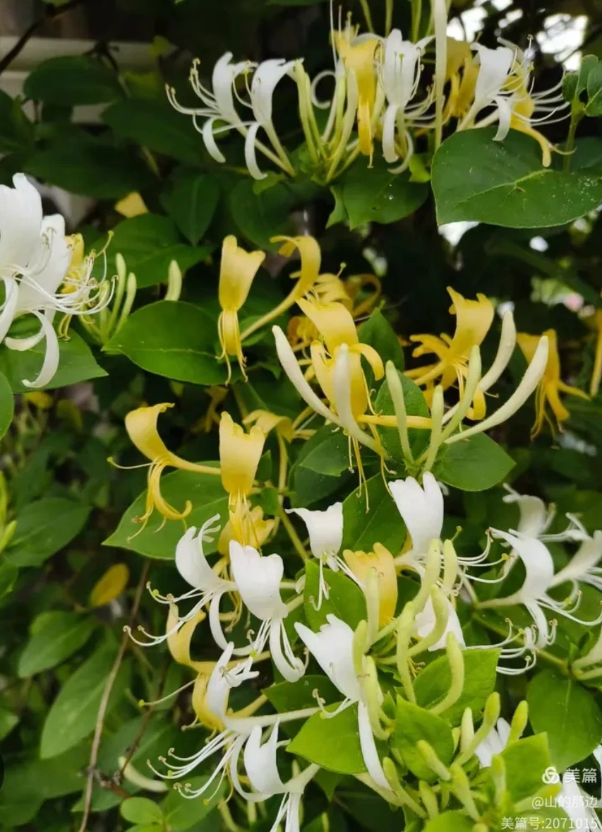 Honeysuckle - photo 3