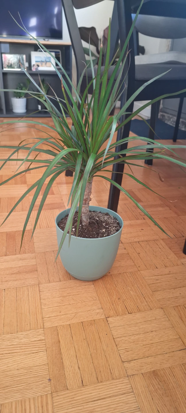 Potted Dracaena Plant - photo 3
