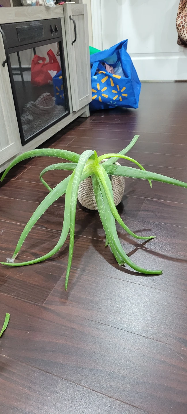 Must pick up bu Thursday Free Aloe Vera Plant in Woven Pot