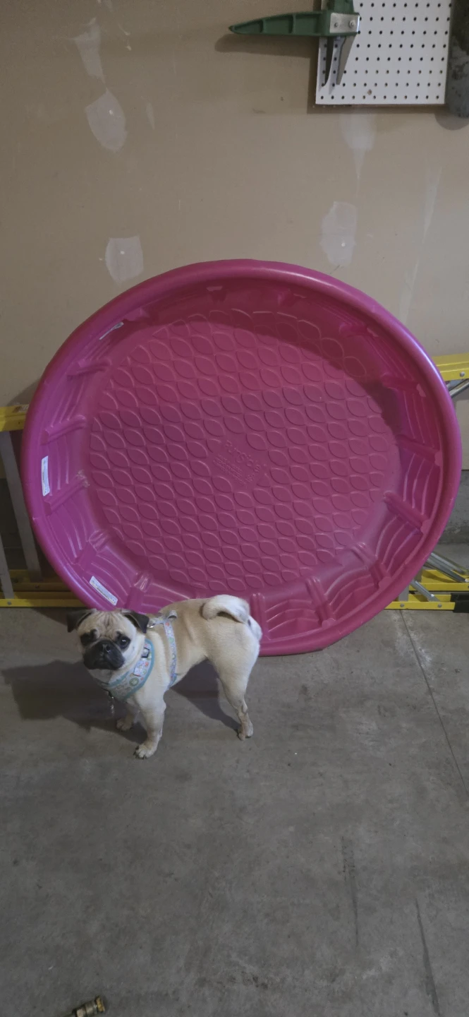 Kiddie Pool