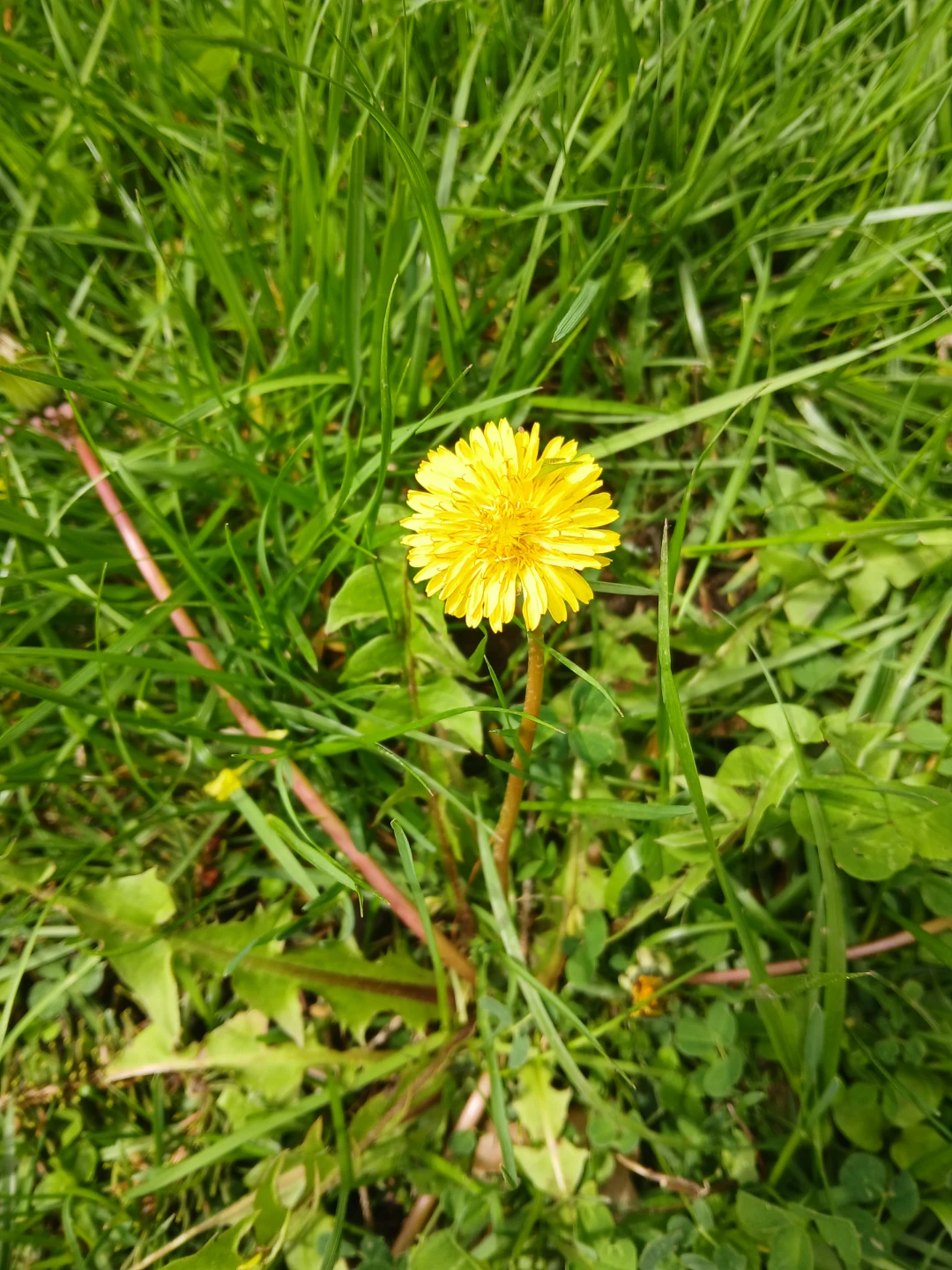 Spring Yard Cleaning, & Gardening Services (Dog poop removal)