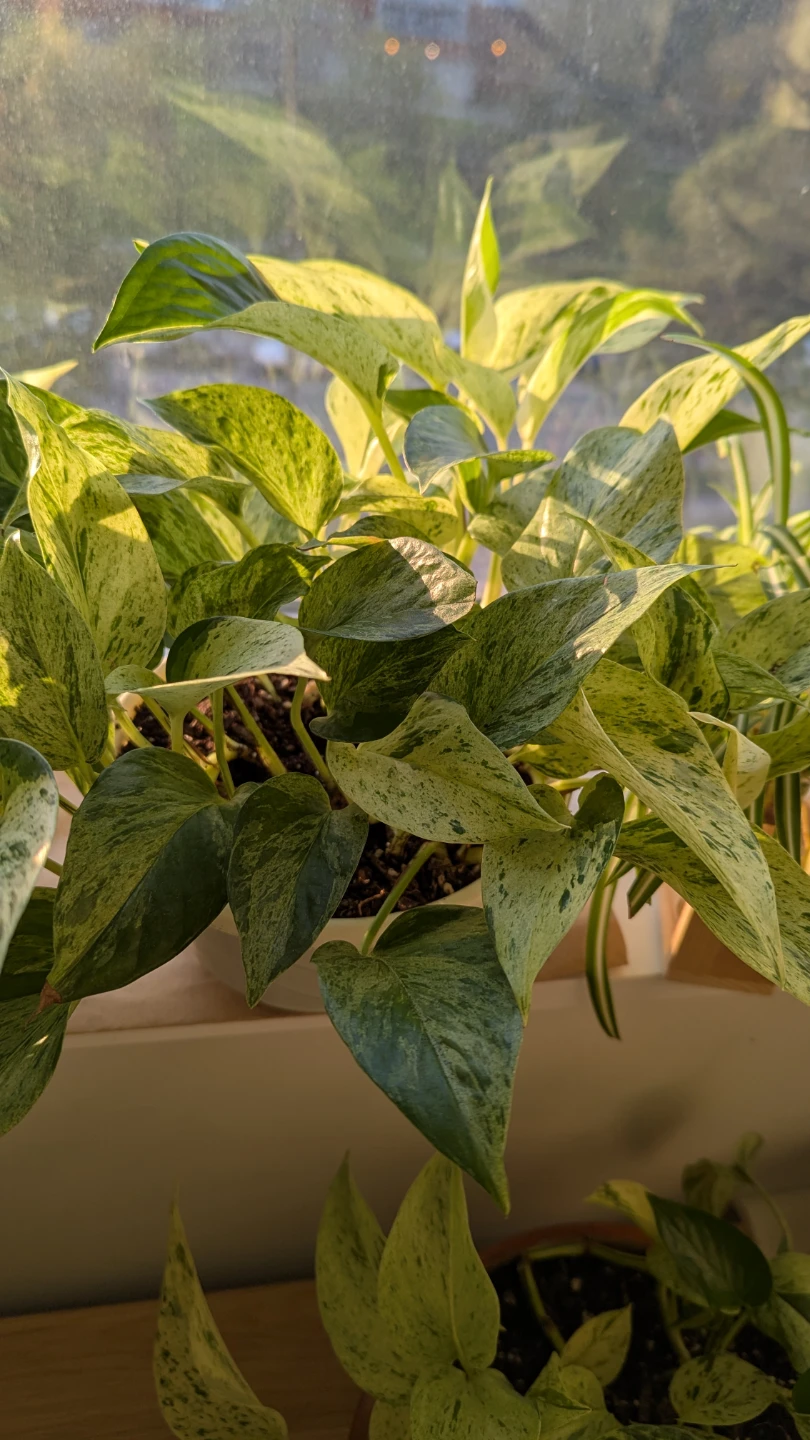 Marble Queen Pothos Hanging Plant
