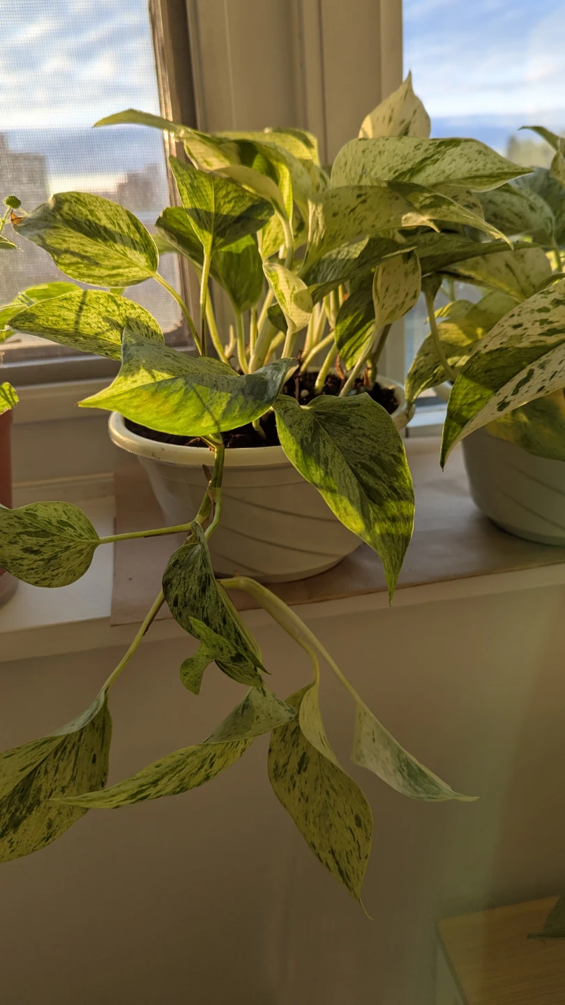 Marble Queen Pothos Hanging Plant - photo 2