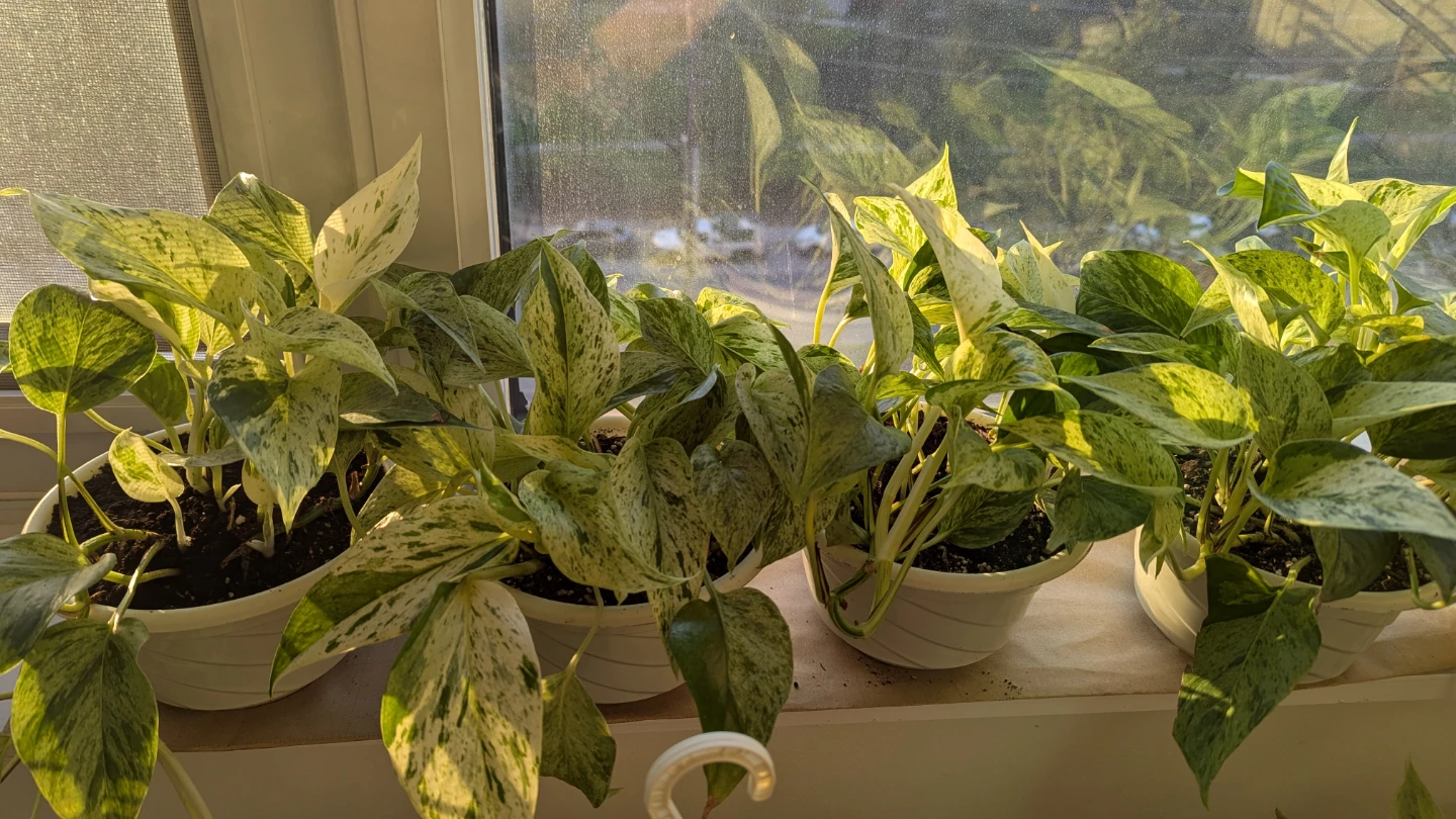 Marble Queen Pothos Hanging Plant - photo 5