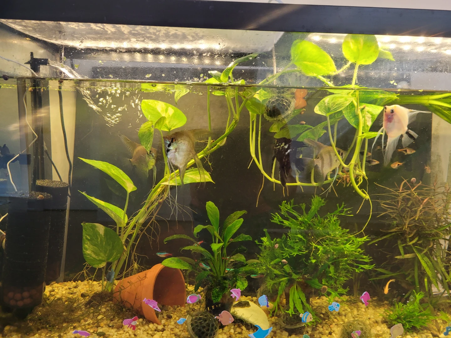 Long Established Pothos (Money Plant) - Fish Tank Ready