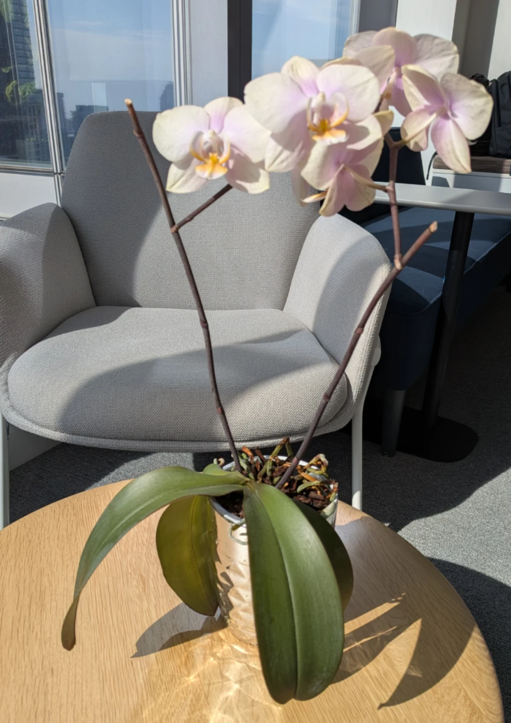 Orchid with Pink and White Blooms - current state - photo 2