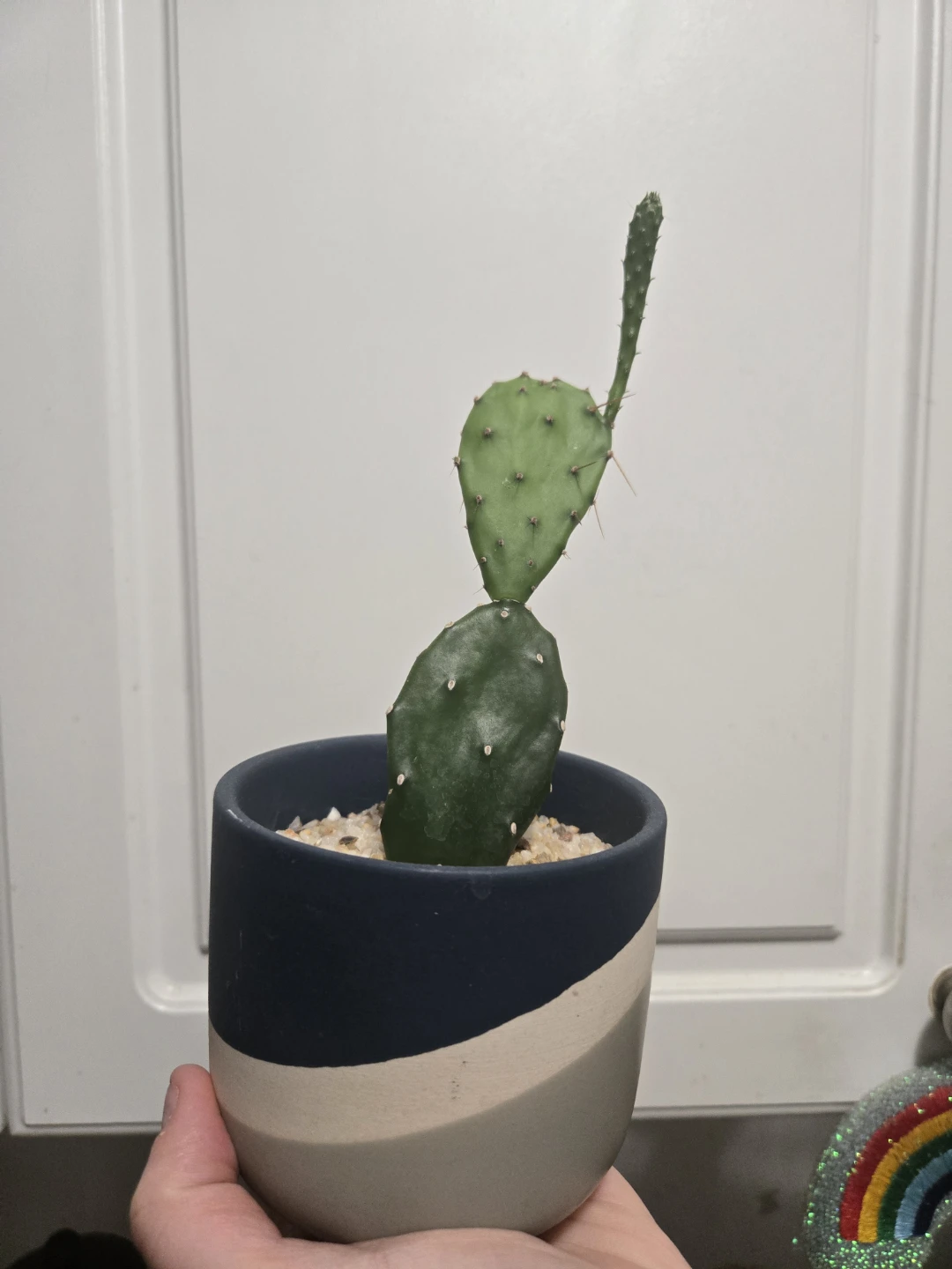 Small Potted Cactus