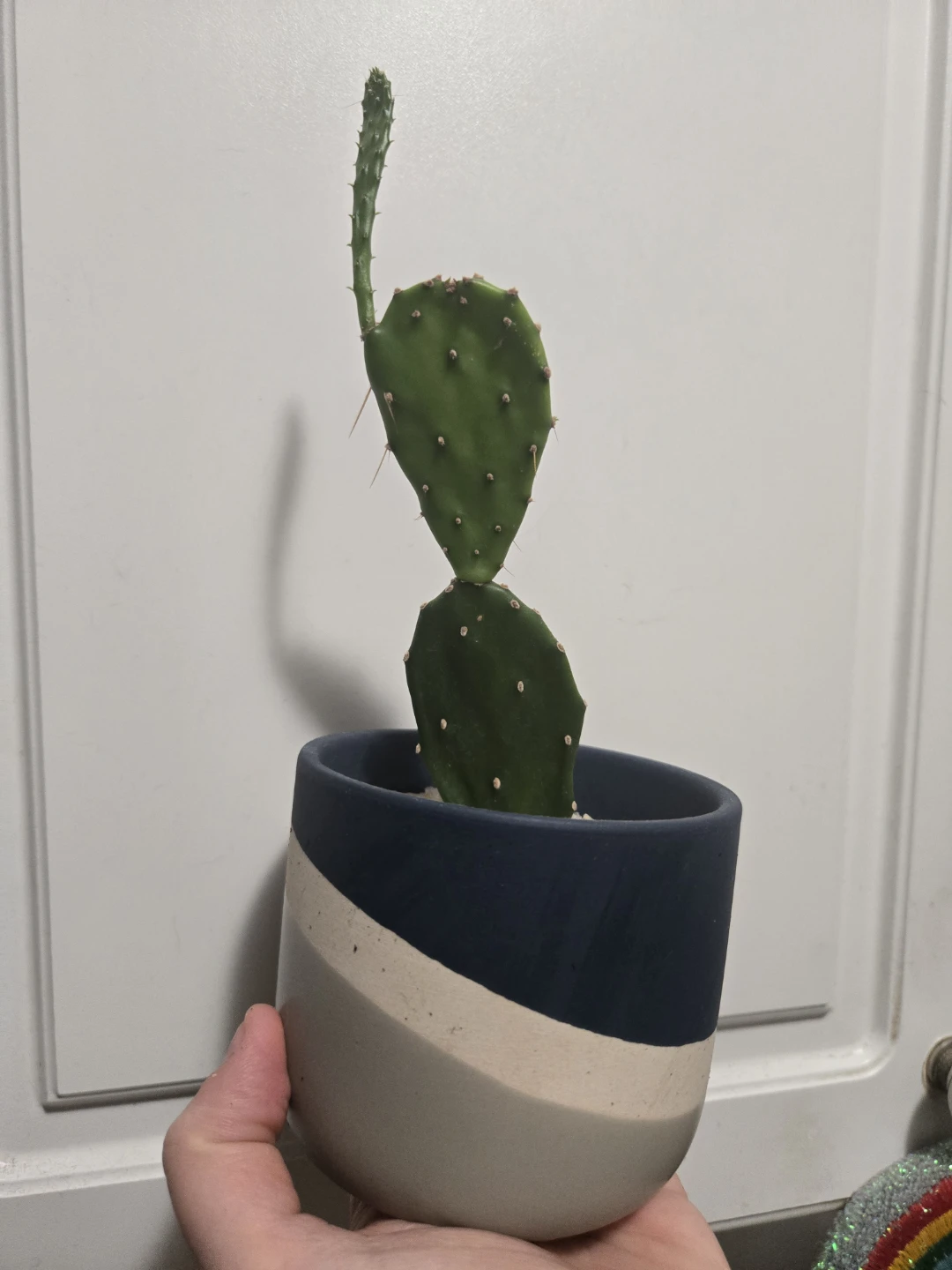 Small Potted Cactus - photo 2