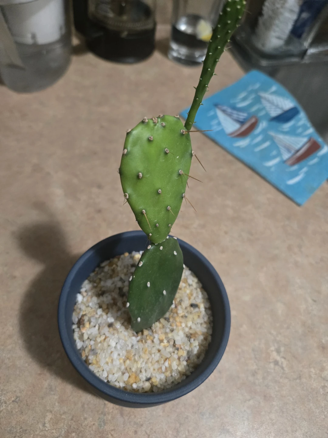Small Potted Cactus - photo 3