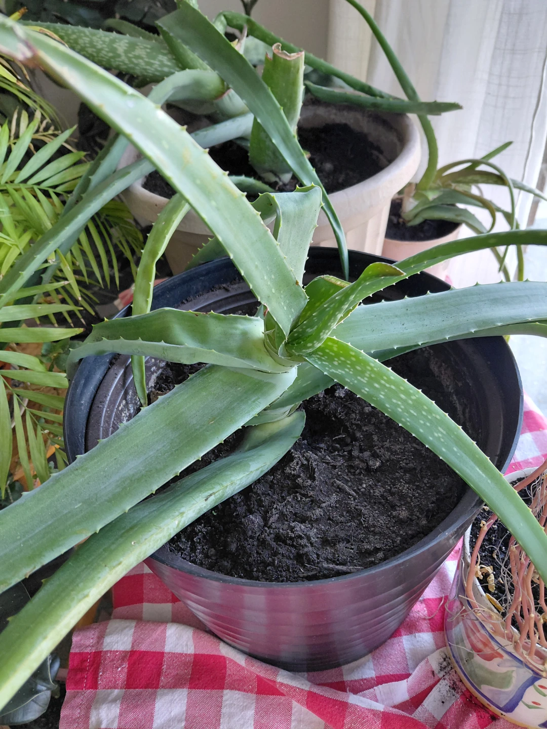 Aloe vera plants - photo 4