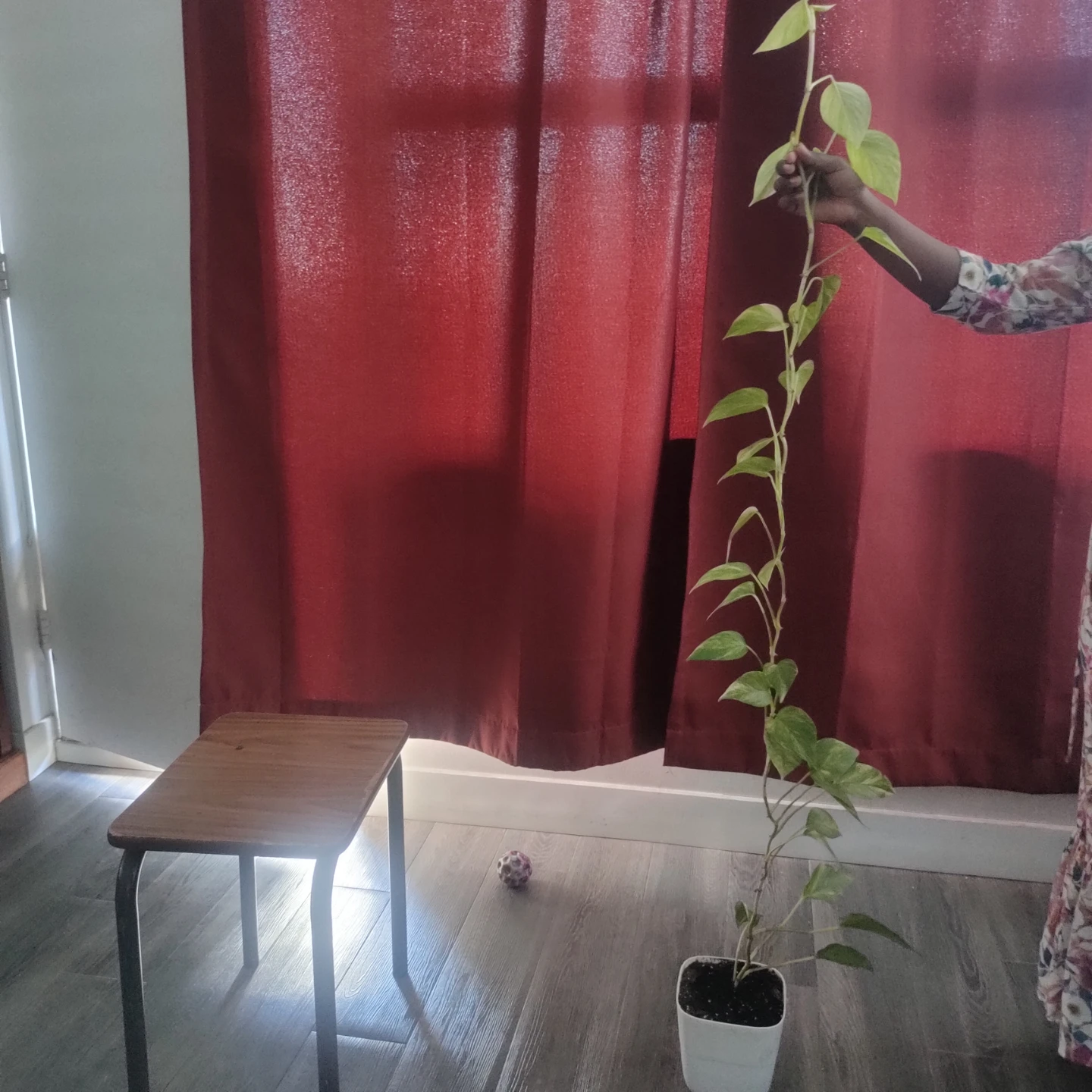 Pothos Vine Plant - photo 2