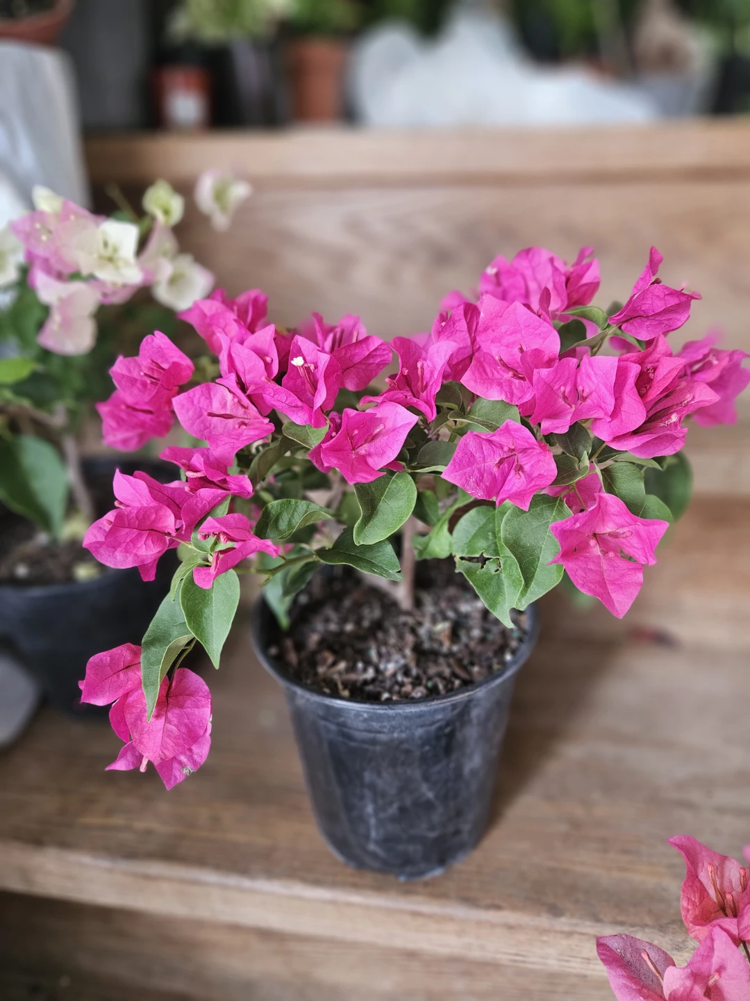 Bougainvillea Plant in Black Pot