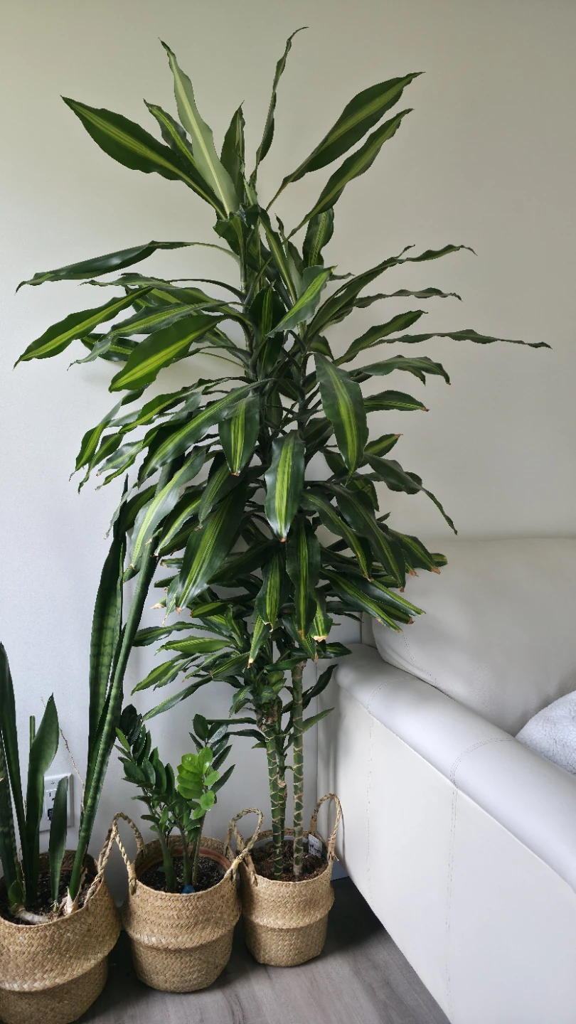 Dracaena Fragrans 'Massangeana' Corn Plant
