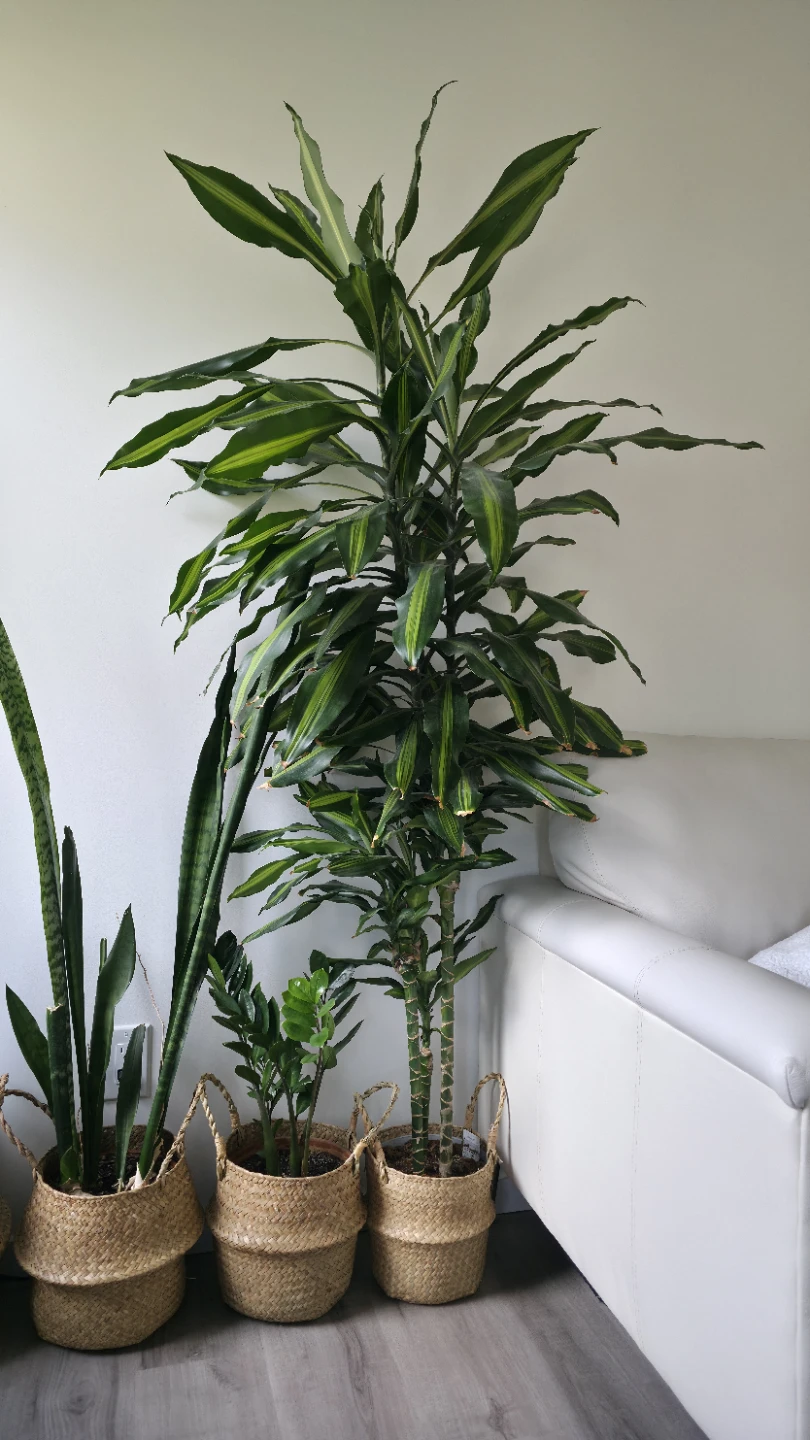 Dracaena Fragrans 'Massangeana' Corn Plant - photo 2