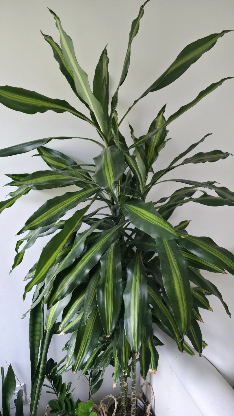 Dracaena Fragrans 'Massangeana' Corn Plant - photo 3