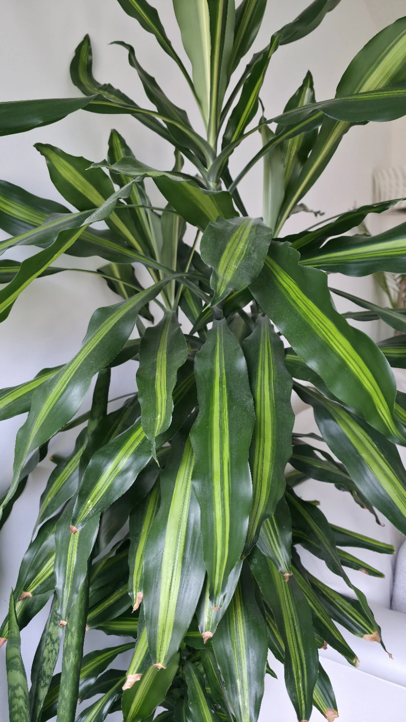 Dracaena Fragrans 'Massangeana' Corn Plant - photo 4